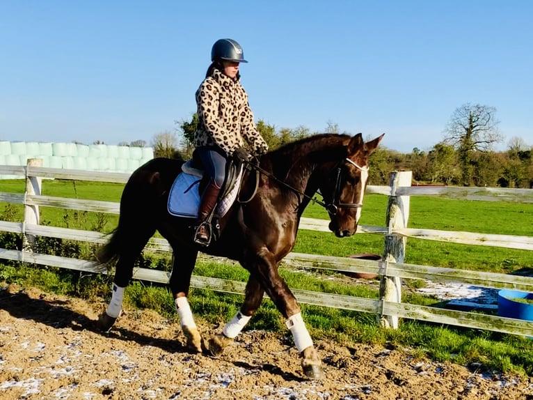 Cavallo sportivo irlandese Castrone 5 Anni Sauro scuro in Mountrath