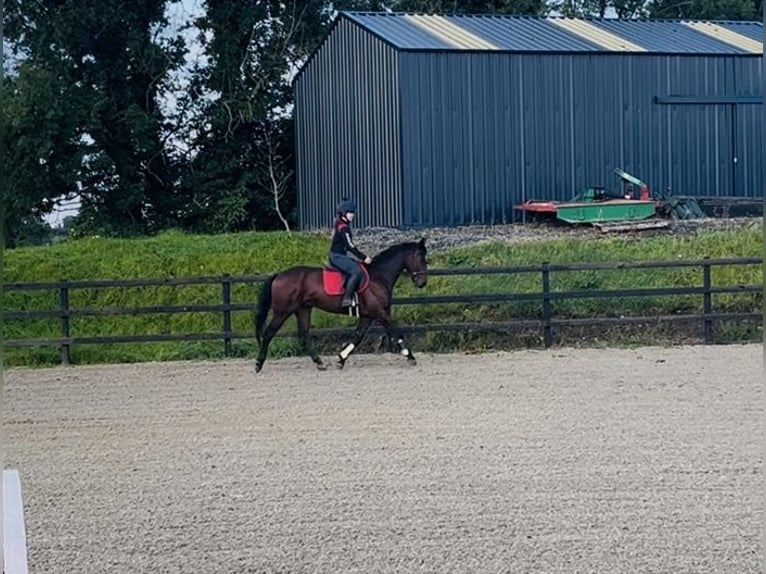 Cavallo sportivo irlandese Castrone 6 Anni 148 cm Baio ciliegia in Sligo