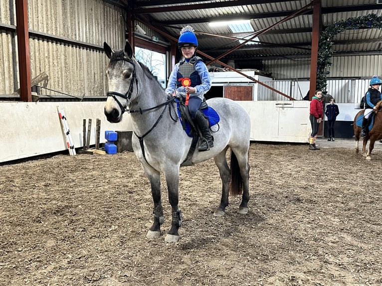 Cavallo sportivo irlandese Mix Castrone 6 Anni 148 cm Falbo in Galway