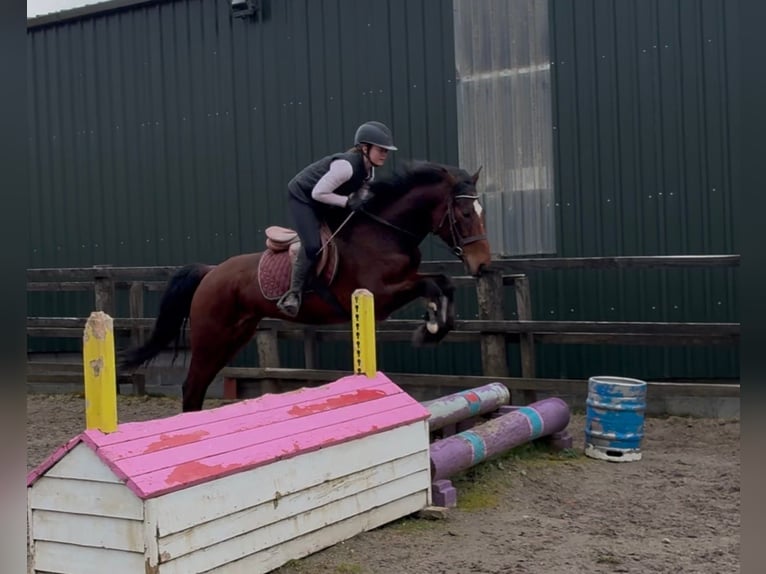 Cavallo sportivo irlandese Castrone 6 Anni 153 cm Baio ciliegia in Sligo