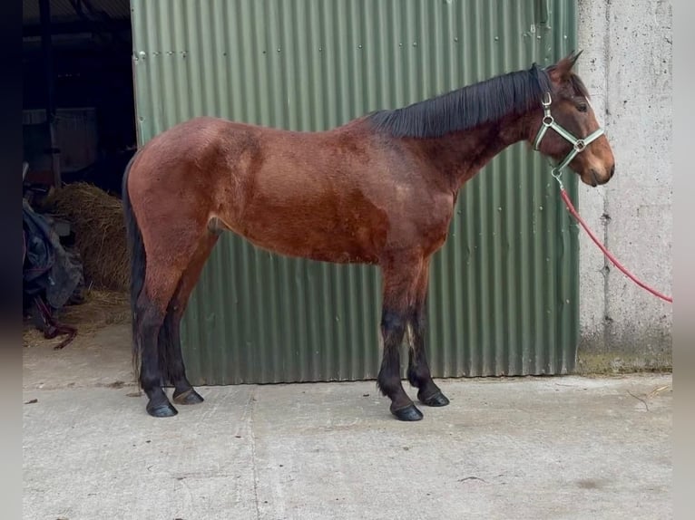 Cavallo sportivo irlandese Castrone 6 Anni 153 cm Baio ciliegia in Sligo