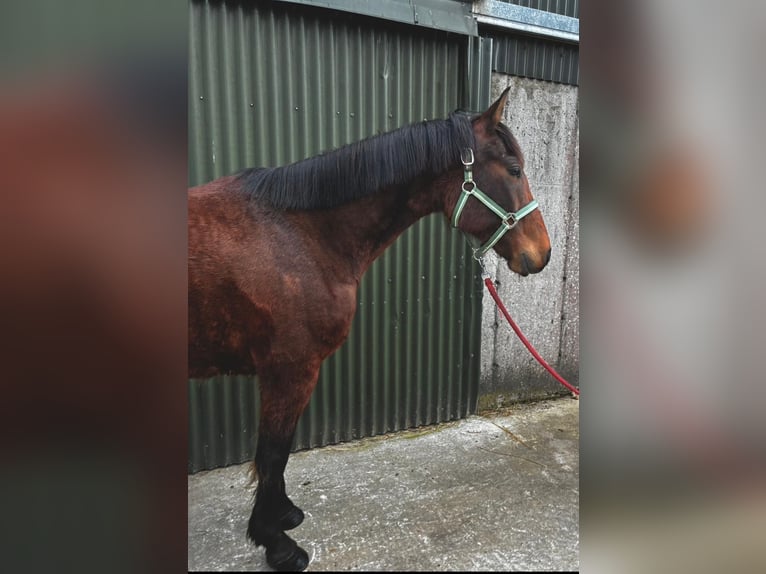 Cavallo sportivo irlandese Castrone 6 Anni 153 cm Baio ciliegia in Sligo