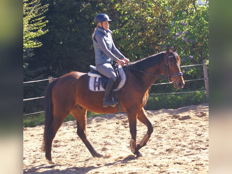 Cavallo sportivo irlandese Castrone 6 Anni 155 cm Baio in Velpke