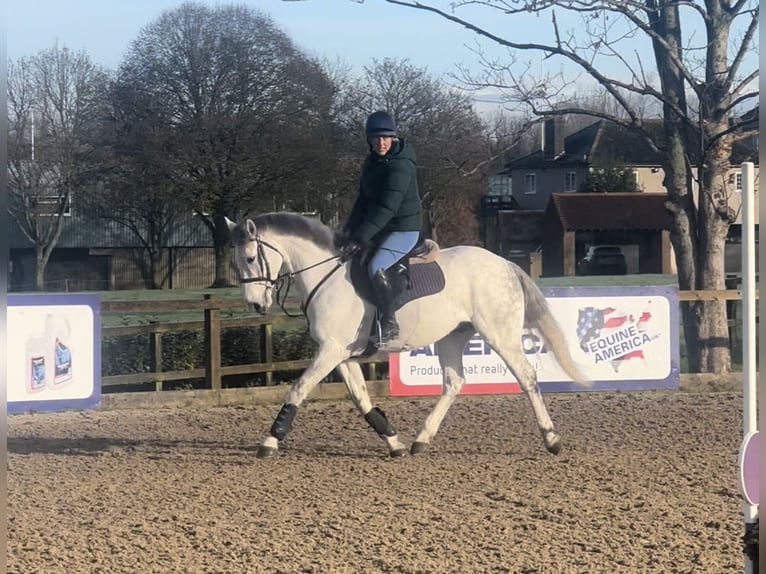 Cavallo sportivo irlandese Castrone 6 Anni 155 cm Grigio in Battle