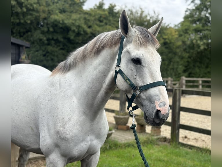 Cavallo sportivo irlandese Castrone 6 Anni 155 cm Grigio in Battle