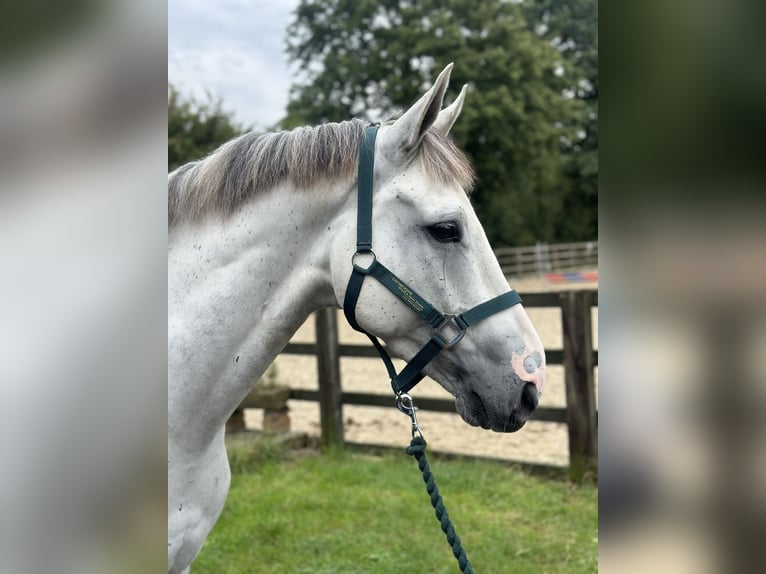 Cavallo sportivo irlandese Castrone 6 Anni 155 cm Grigio in Battle