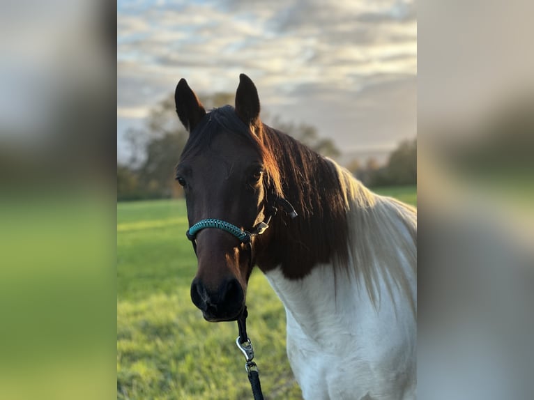 Cavallo sportivo irlandese Castrone 6 Anni 155 cm Pezzato in Bockenem