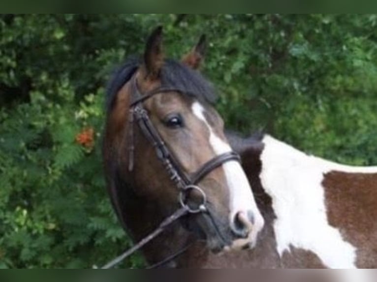 Cavallo sportivo irlandese Castrone 6 Anni 156 cm Pezzato in Eydelstedt