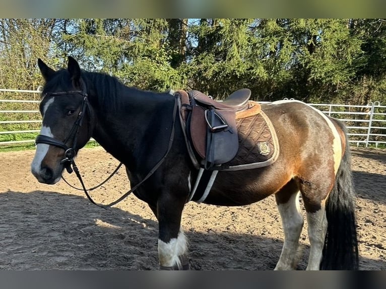 Cavallo sportivo irlandese Castrone 6 Anni 156 cm Pezzato in Eydelstedt