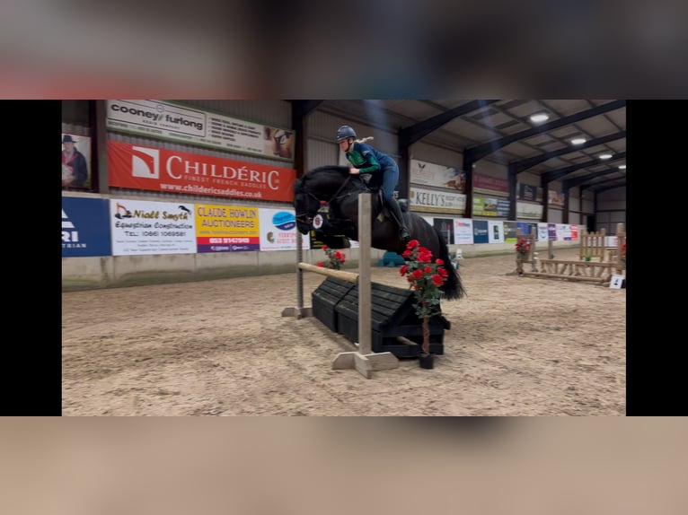 Cavallo sportivo irlandese Castrone 6 Anni 158 cm Morello in Wexford, Ireland