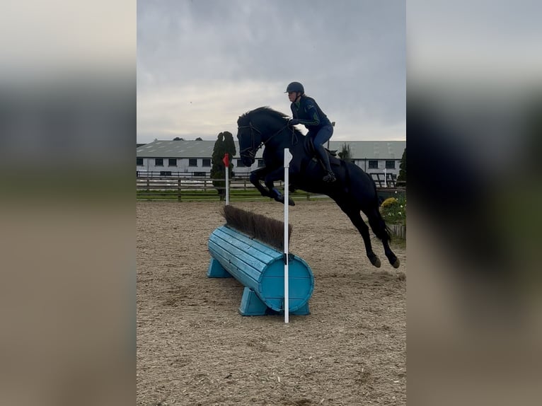 Cavallo sportivo irlandese Castrone 6 Anni 158 cm Morello in Wexford, Ireland