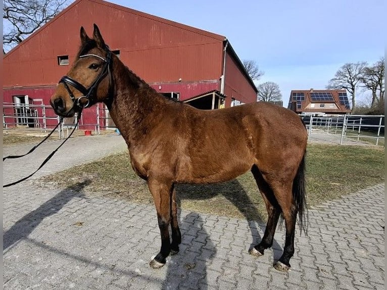 Cavallo sportivo irlandese Castrone 6 Anni 160 cm Baio in Kluse