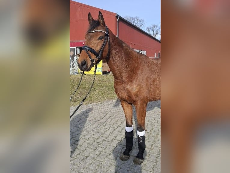 Cavallo sportivo irlandese Castrone 6 Anni 160 cm Baio in Kluse