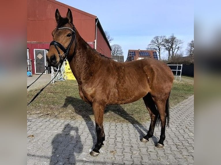 Cavallo sportivo irlandese Castrone 6 Anni 160 cm Baio in Kluse
