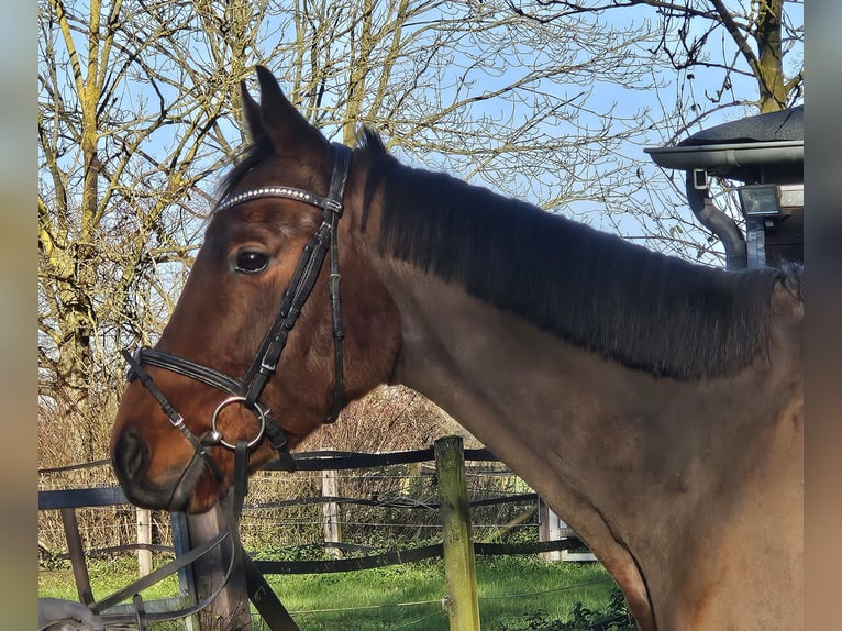 Cavallo sportivo irlandese Castrone 6 Anni 160 cm Baio in Nettetal