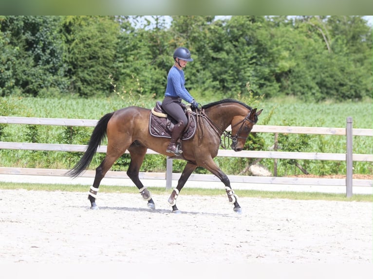 Cavallo sportivo irlandese Castrone 6 Anni 160 cm Baio in Pepingen
