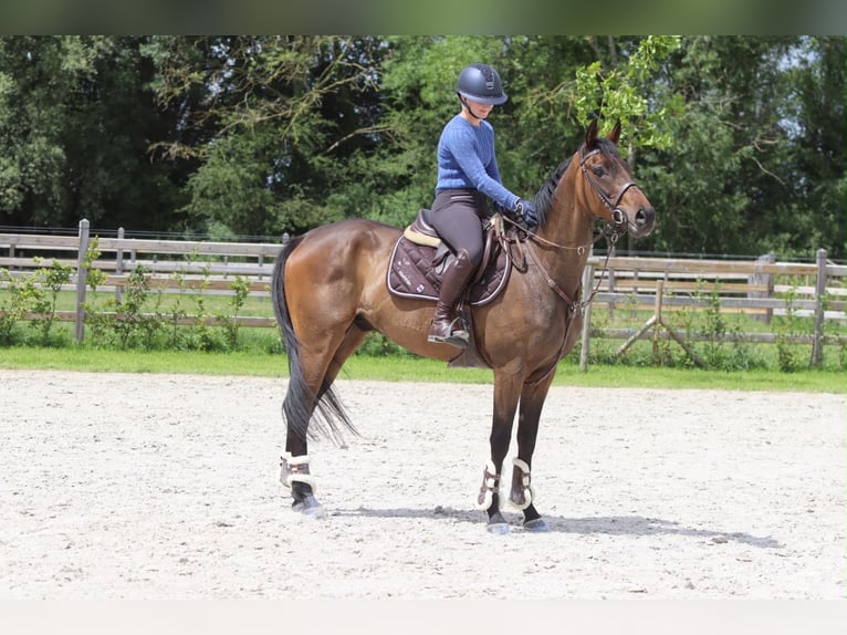 Cavallo sportivo irlandese Castrone 6 Anni 160 cm Baio in Pepingen