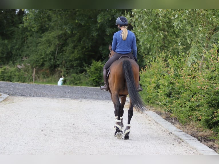 Cavallo sportivo irlandese Castrone 6 Anni 160 cm Baio in Pepingen