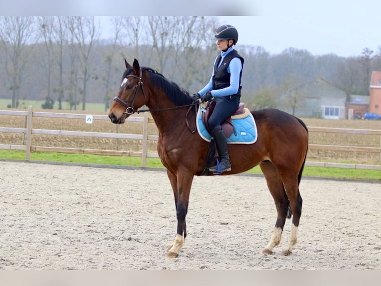 Cavallo sportivo irlandese Castrone 6 Anni 162 cm Baio in Bogaarden