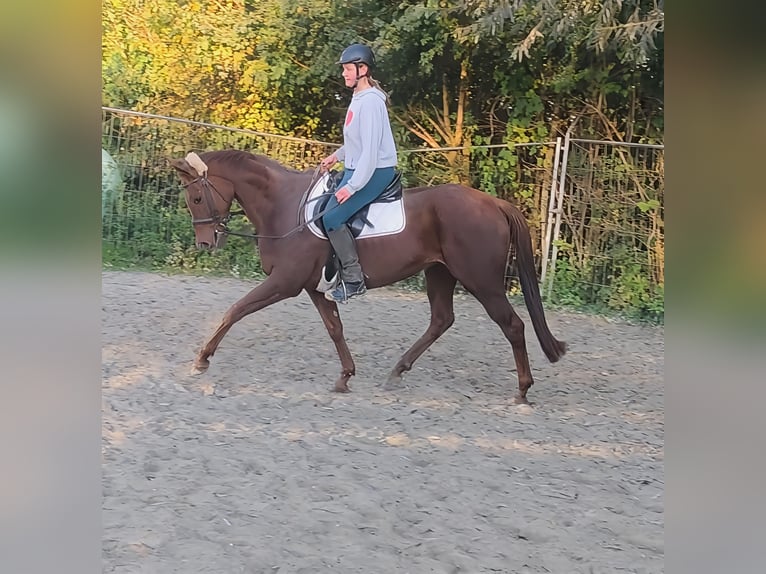 Cavallo sportivo irlandese Castrone 6 Anni 162 cm Sauro scuro in Lage