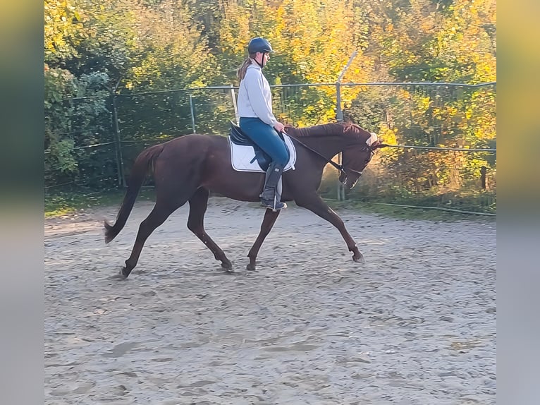 Cavallo sportivo irlandese Castrone 6 Anni 162 cm Sauro scuro in Lage