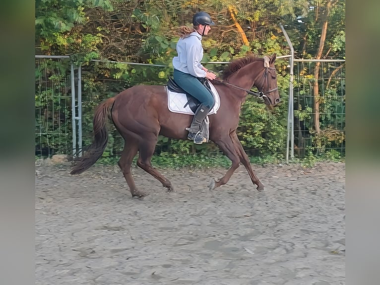 Cavallo sportivo irlandese Castrone 6 Anni 162 cm Sauro scuro in Lage