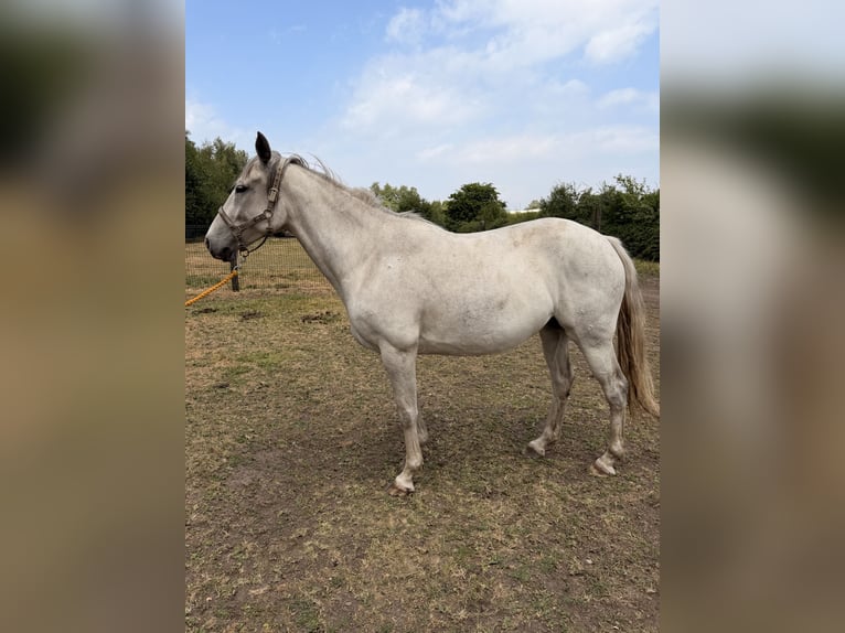 Cavallo sportivo irlandese Castrone 6 Anni 163 cm Grigio in Stockport