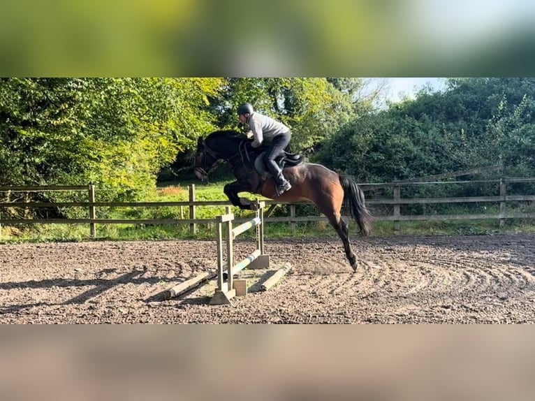 Cavallo sportivo irlandese Castrone 6 Anni 164 cm Baio ciliegia in Cork