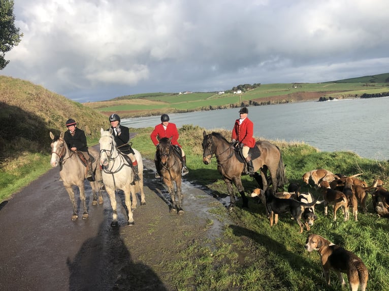 Cavallo sportivo irlandese Castrone 6 Anni 164 cm Baio ciliegia in Cork