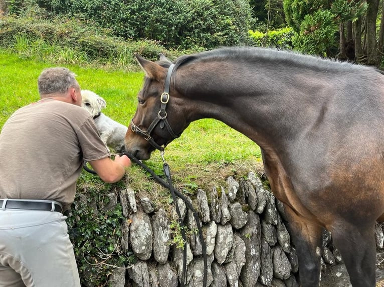 Cavallo sportivo irlandese Castrone 6 Anni 164 cm Baio ciliegia in Cork