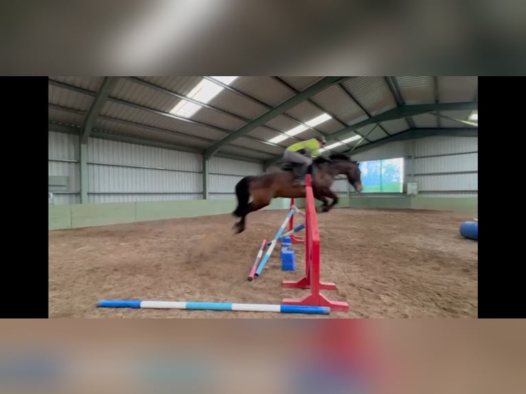 Cavallo sportivo irlandese Castrone 6 Anni 164 cm Baio ciliegia in Cork