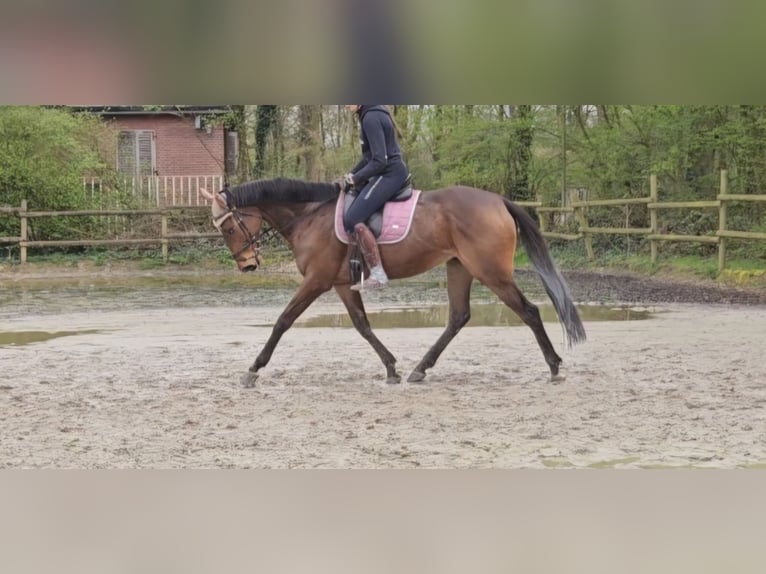 Cavallo sportivo irlandese Castrone 6 Anni 165 cm Baio in Nettetal