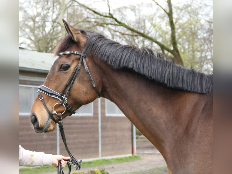 Cavallo sportivo irlandese Castrone 6 Anni 165 cm Baio in Nettetal