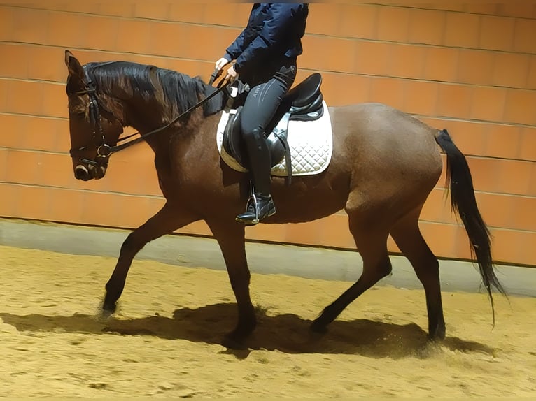 Cavallo sportivo irlandese Castrone 6 Anni 165 cm Baio in Lage