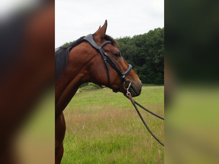 Cavallo sportivo irlandese Castrone 6 Anni 165 cm Baio in Waldbröl