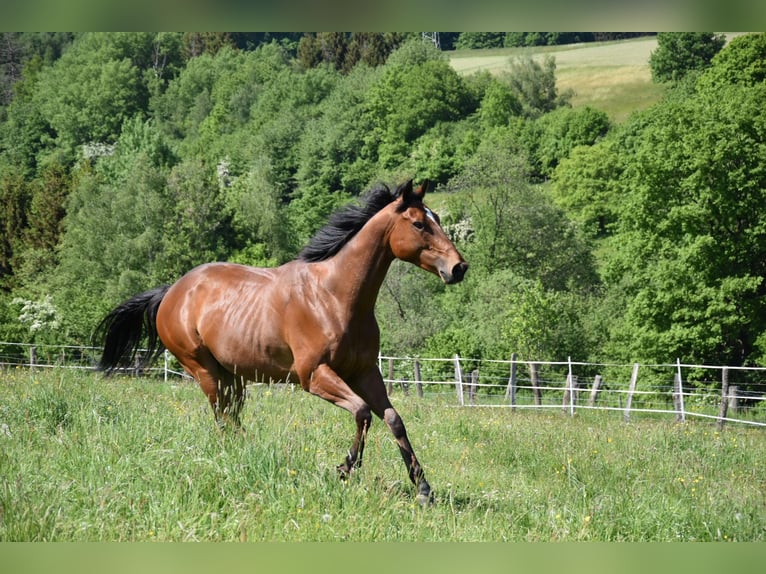Cavallo sportivo irlandese Castrone 6 Anni 165 cm Baio in Waldbröl