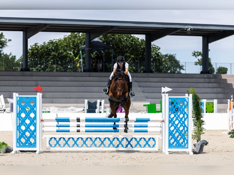 Cavallo sportivo irlandese Castrone 6 Anni 165 cm Baio ciliegia in Ljuubljana