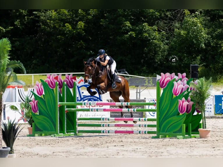 Cavallo sportivo irlandese Castrone 6 Anni 165 cm Baio ciliegia in Ljuubljana