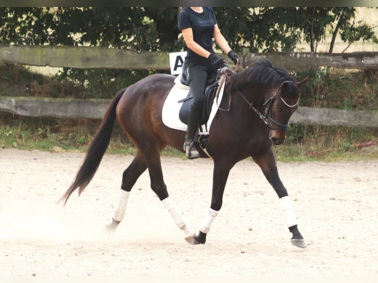 Cavallo sportivo irlandese Castrone 6 Anni 165 cm Baio nero in Wachtendonk