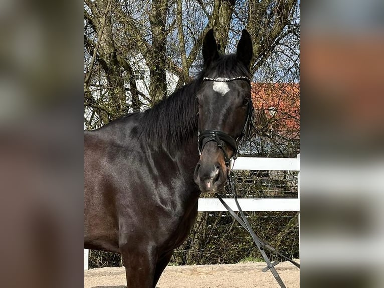 Cavallo sportivo irlandese Castrone 6 Anni 165 cm Baio scuro in Loiching