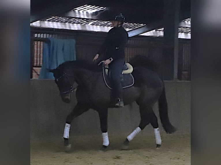 Cavallo sportivo irlandese Mix Castrone 6 Anni 165 cm Baio scuro in uelsen