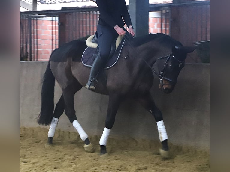 Cavallo sportivo irlandese Mix Castrone 6 Anni 165 cm Baio scuro in uelsen