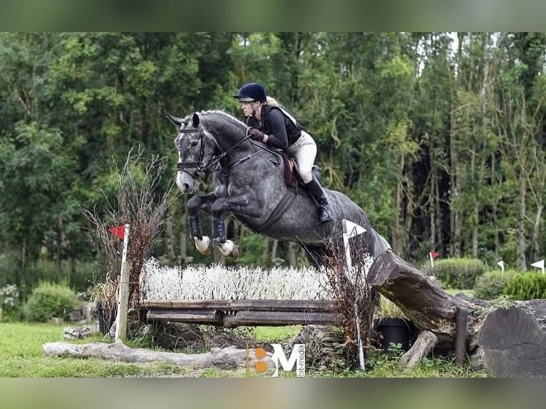 Cavallo sportivo irlandese Castrone 6 Anni 165 cm Grigio pezzato in Limerick