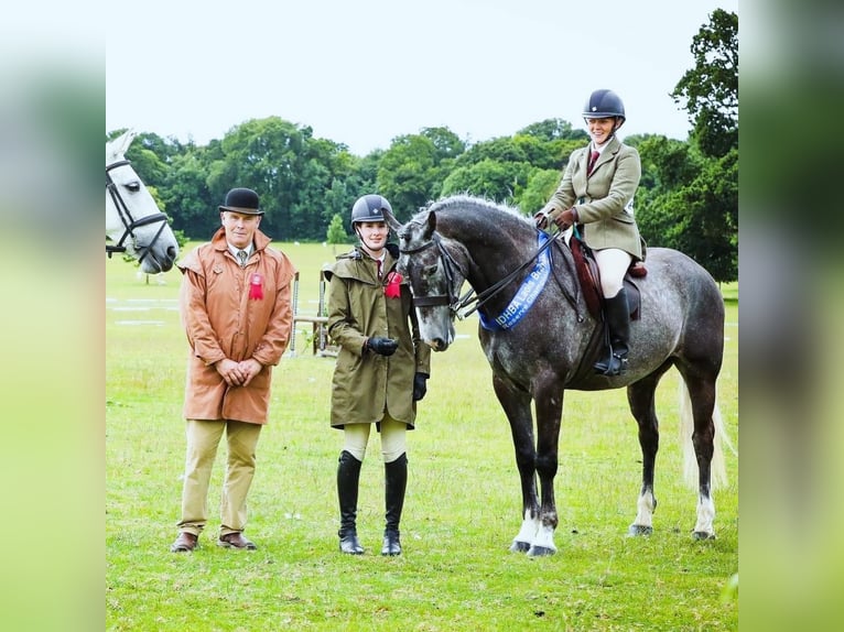 Cavallo sportivo irlandese Castrone 6 Anni 165 cm Grigio pezzato in Limerick