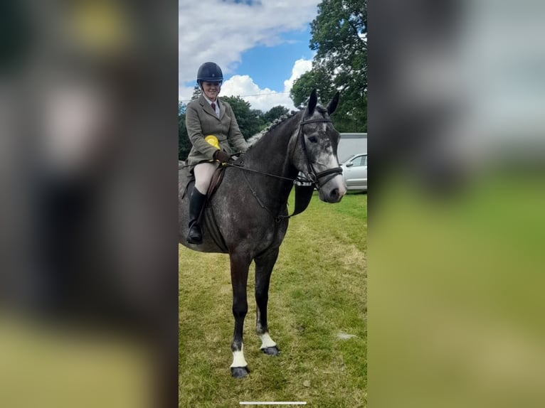 Cavallo sportivo irlandese Castrone 6 Anni 165 cm Grigio pezzato in Limerick