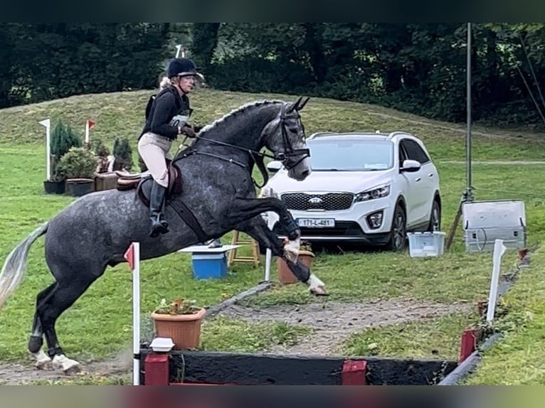 Cavallo sportivo irlandese Castrone 6 Anni 165 cm Grigio pezzato in Limerick