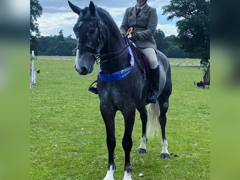 Cavallo sportivo irlandese Castrone 6 Anni 165 cm Grigio pezzato in Limerick