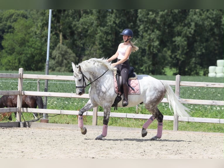 Cavallo sportivo irlandese Castrone 6 Anni 165 cm Leardo in Pepingen