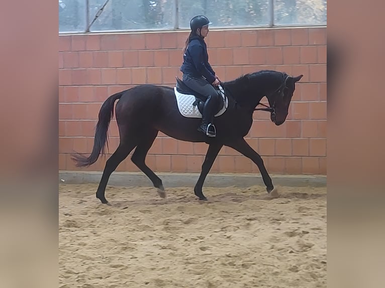 Cavallo sportivo irlandese Castrone 6 Anni 165 cm Morello in Lage
