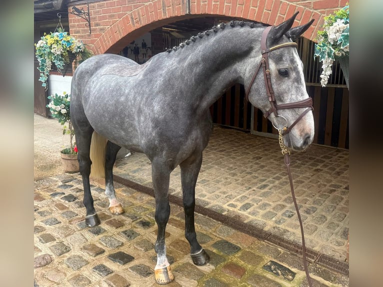 Cavallo sportivo irlandese Castrone 6 Anni 166 cm Grigio in Brie-Comte-Robert